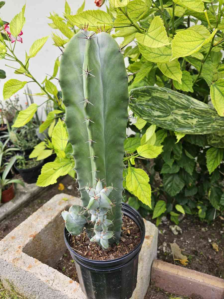 Gray Ghost Organ Pipe - Homestead, Florida - FleaMarketBay