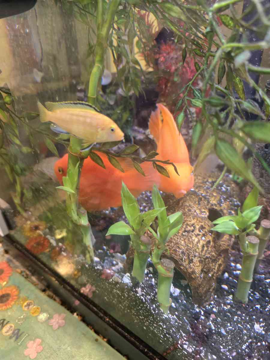 African cichlids convicts and blue polar parrots Tank care - Hartsville, South Carolina - FleaMarketBay