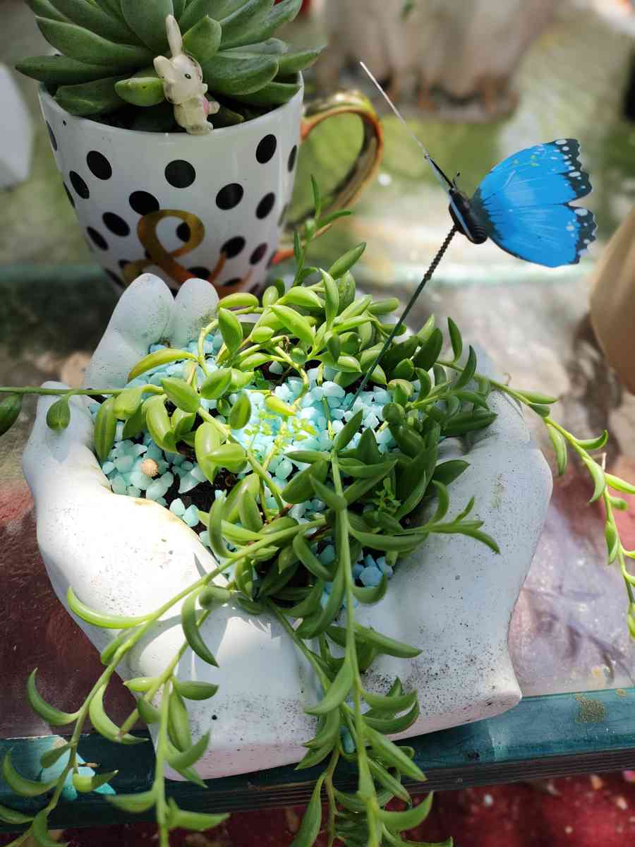 plantas naturales natural plants - Lehigh Acres, Florida - FleaMarketBay