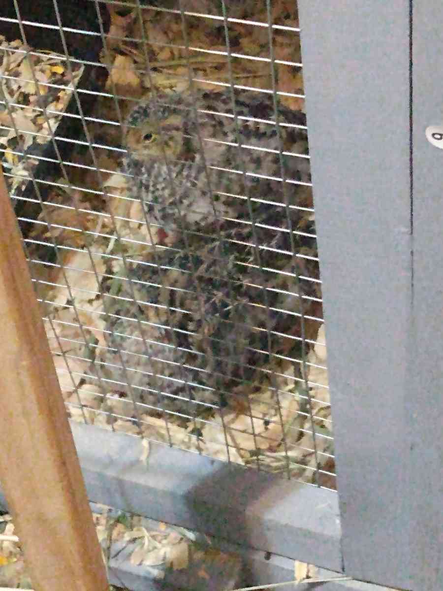 quail and quail products - Portsmouth, Ohio - FleaMarketBay