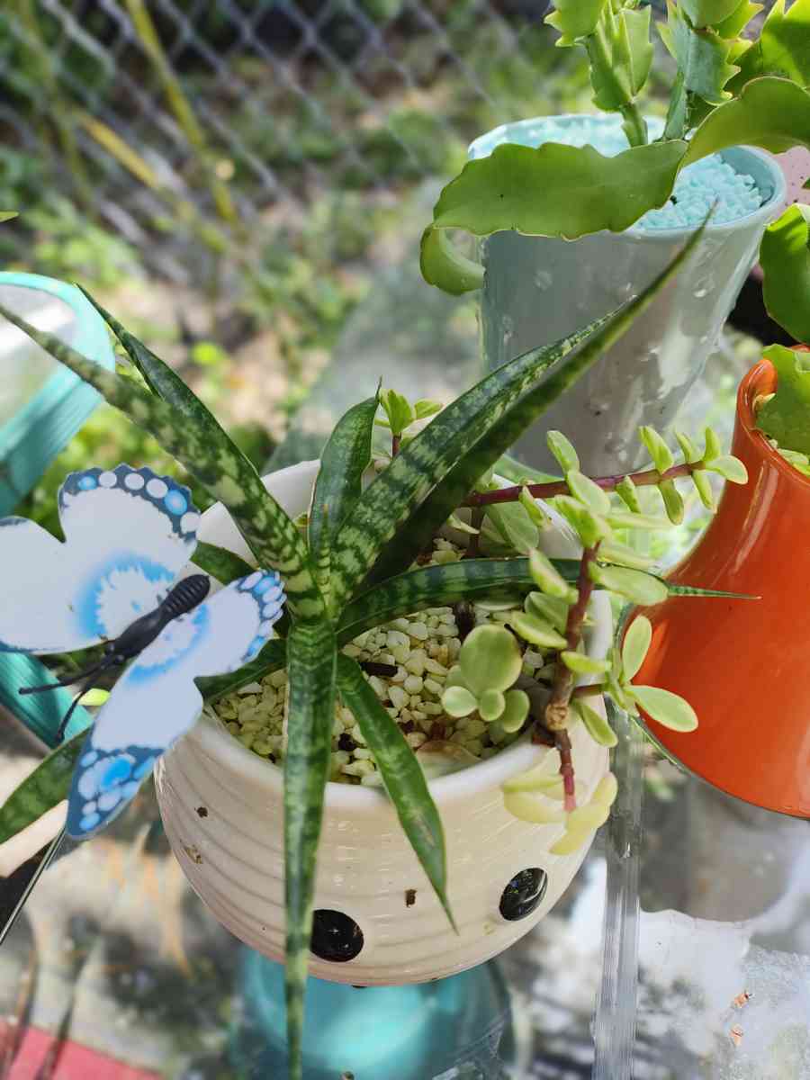 plantas naturales natural plants - Lehigh Acres, Florida - FleaMarketBay