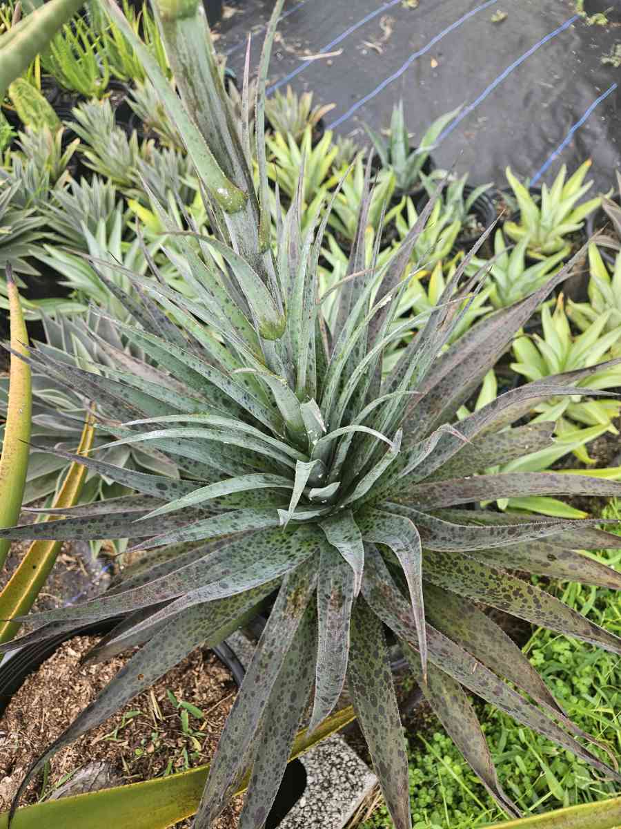 Mangave pineapple express - Homestead, Florida