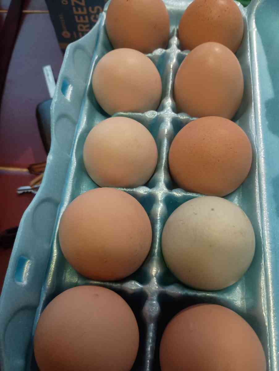 farm fresh brown eggs - Altamonte Springs, Florida