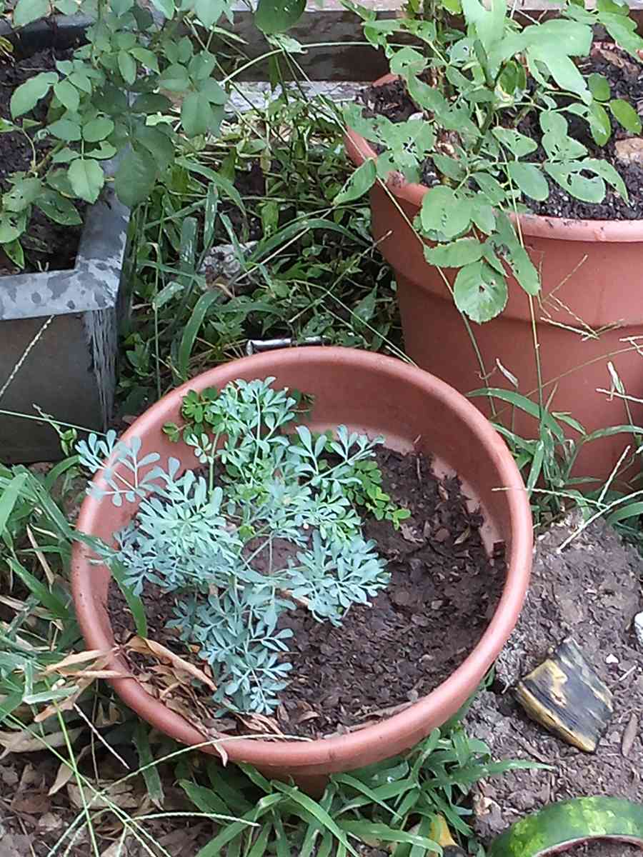 savilas   ruda romero DIFERENTE PRECIO - Forest Park, Georgia - FleaMarketBay