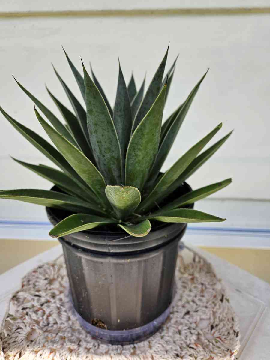 mangave lavender lady - Homestead, Florida - FleaMarketBay