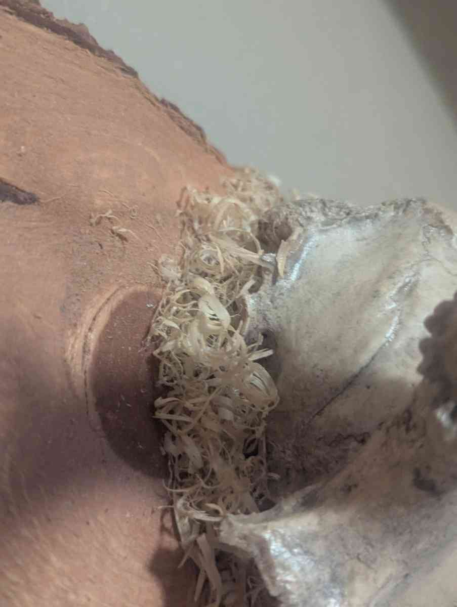 Antlers - Willcox, Arizona - FleaMarketBay