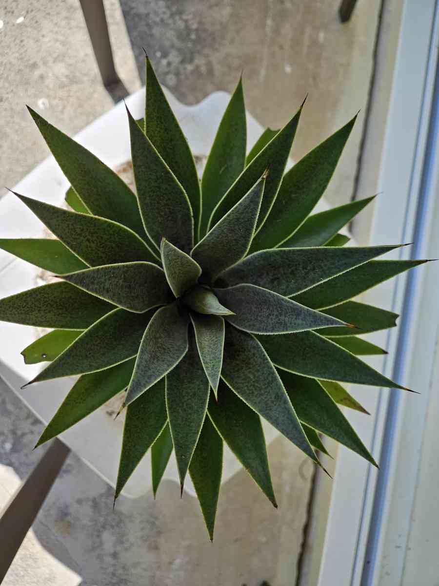 mangave lavender lady - Homestead, Florida