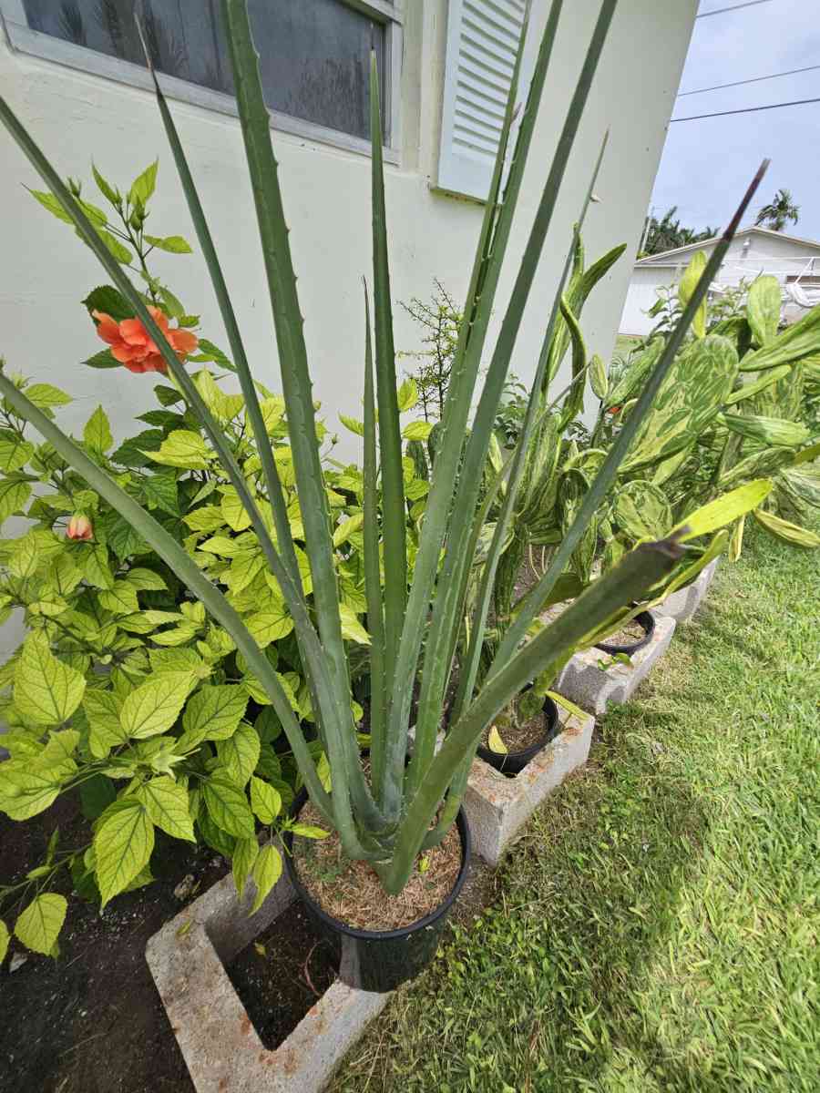false Agave - Homestead, Florida