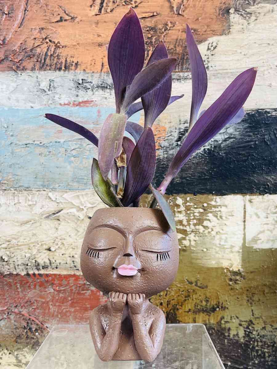 Purple Heart Tradescantia - Riverside, California - FleaMarketBay