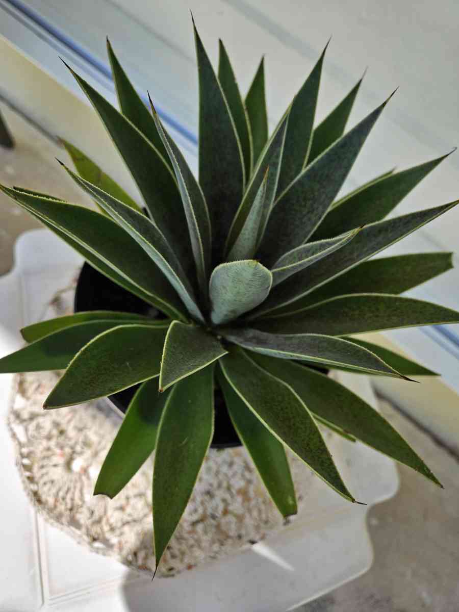 mangave lavender lady - Homestead, Florida - FleaMarketBay