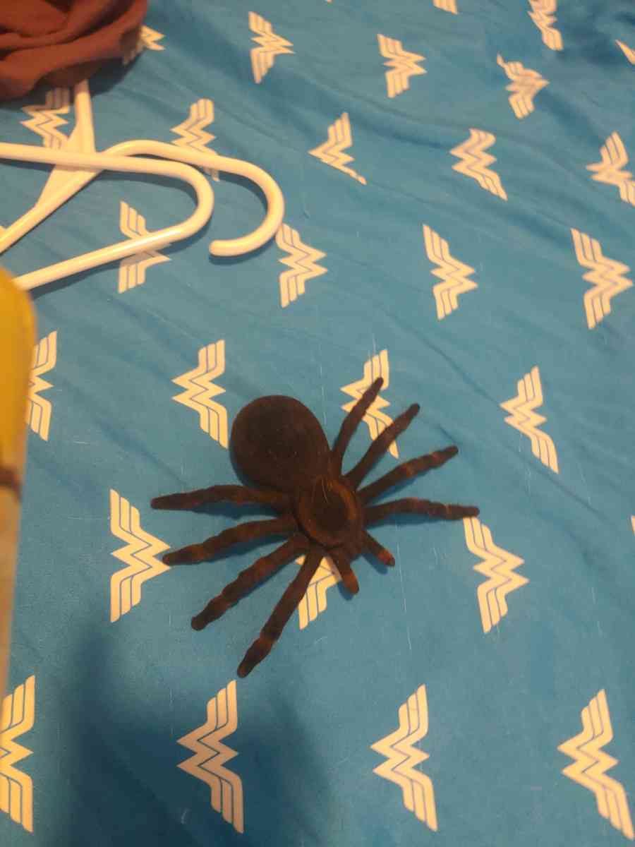 Halloween decor - Commerce City, Colorado