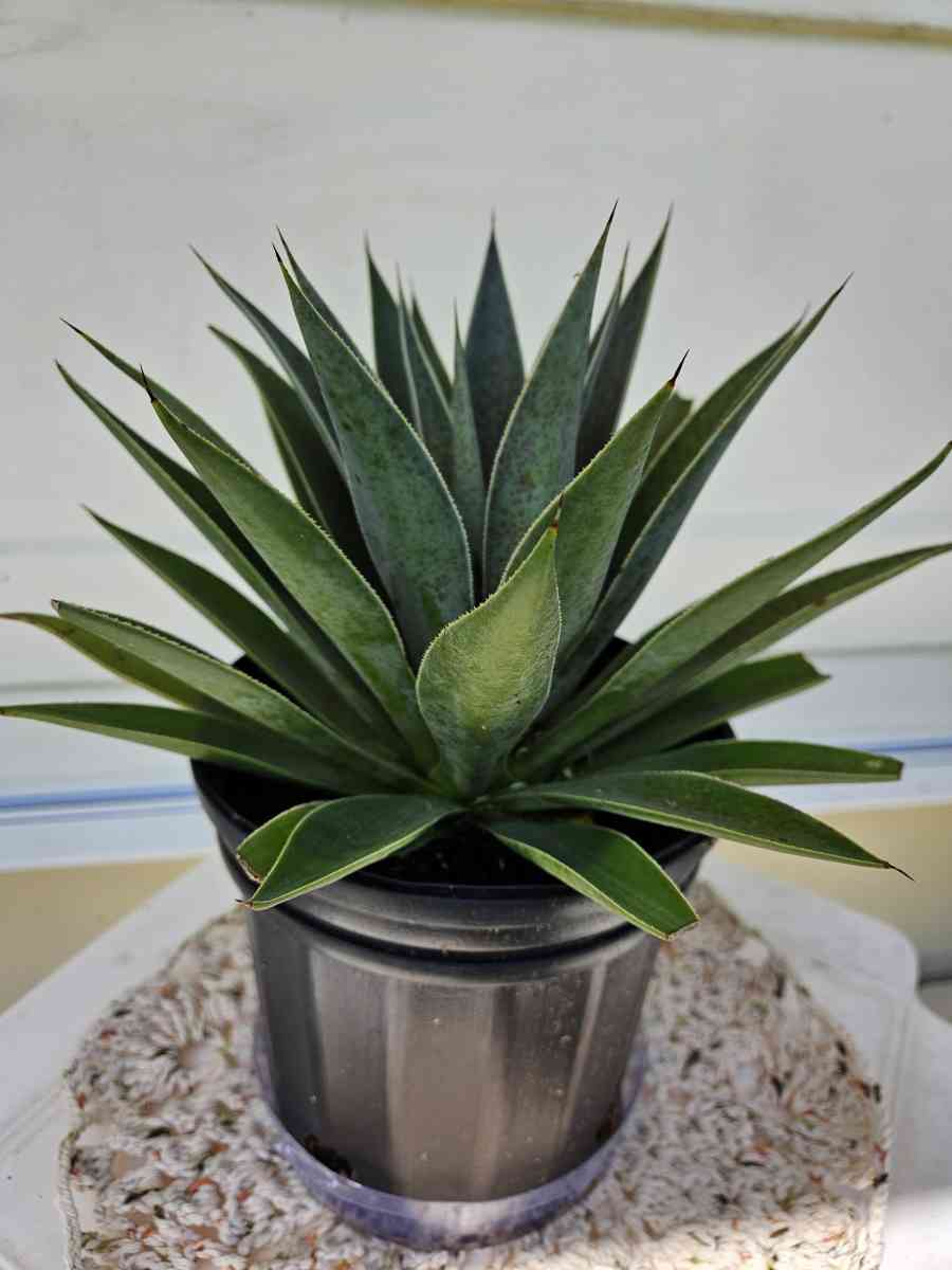 mangave lavender lady - Homestead, Florida - FleaMarketBay