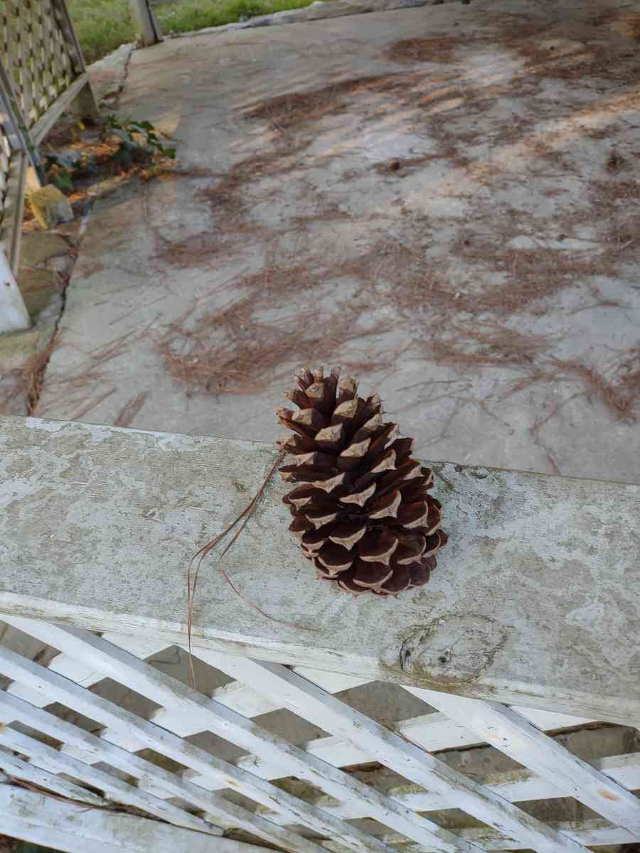 Pine cones - Dalton, Georgia