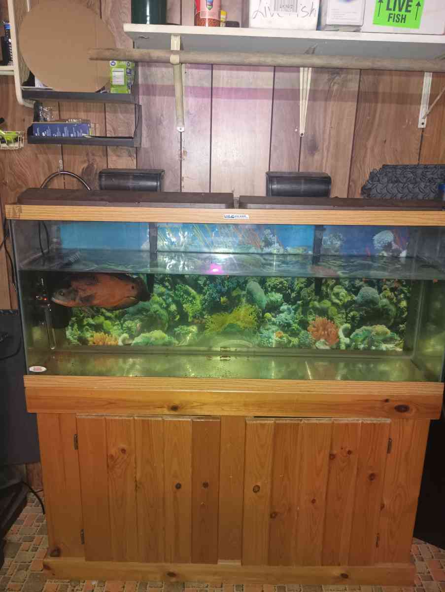 75 gallon fish tank with stand and fish - Kingsport, Tennessee - FleaMarketBay