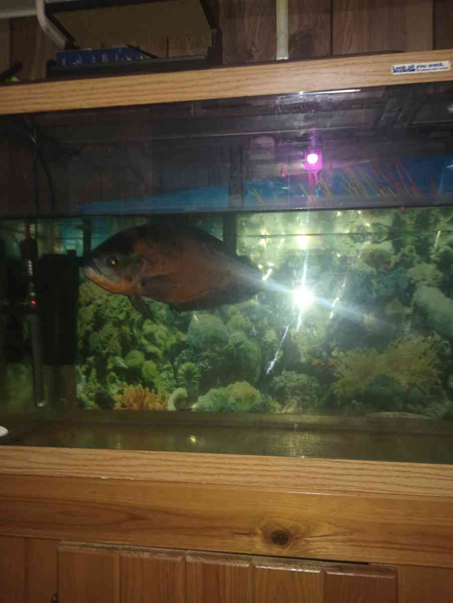 75 gallon fish tank with stand and fish - Kingsport, Tennessee - FleaMarketBay