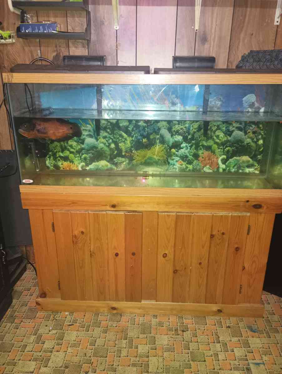 75 gallon fish tank with stand and fish - Kingsport, Tennessee - FleaMarketBay