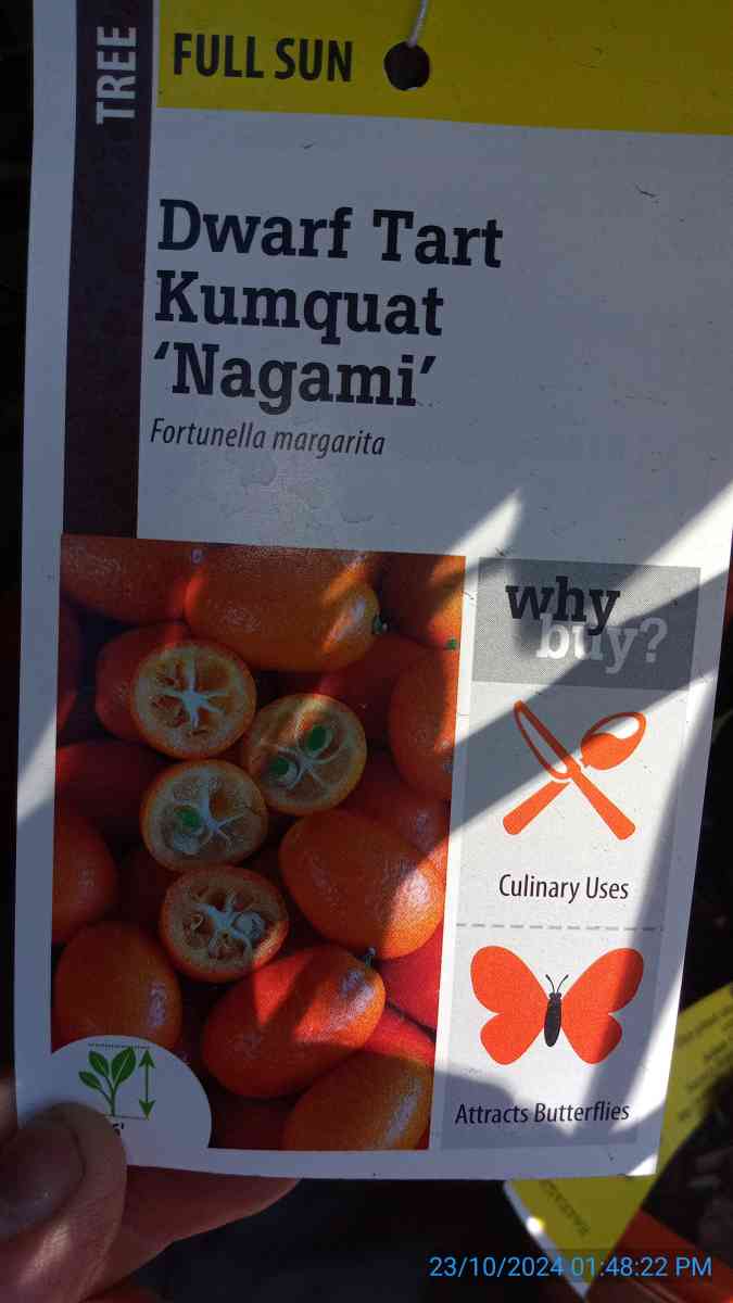 Nagami kumquat trees - El Cajon, California - FleaMarketBay