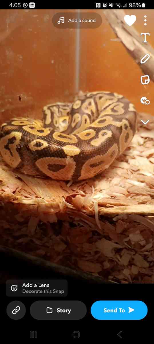 Aquarium and ball python - Leavenworth, Kansas - FleaMarketBay