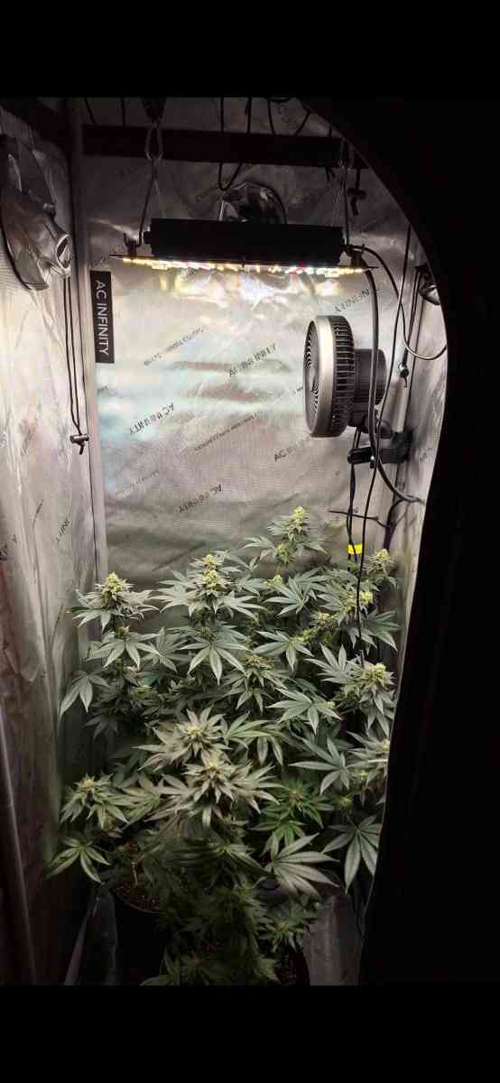 grow text and Supplies and More - Alicia, Arkansas - FleaMarketBay