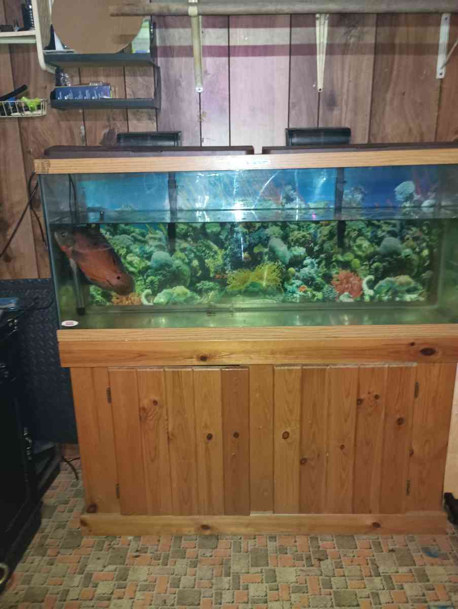 75 gallon fish tank with stand and fish