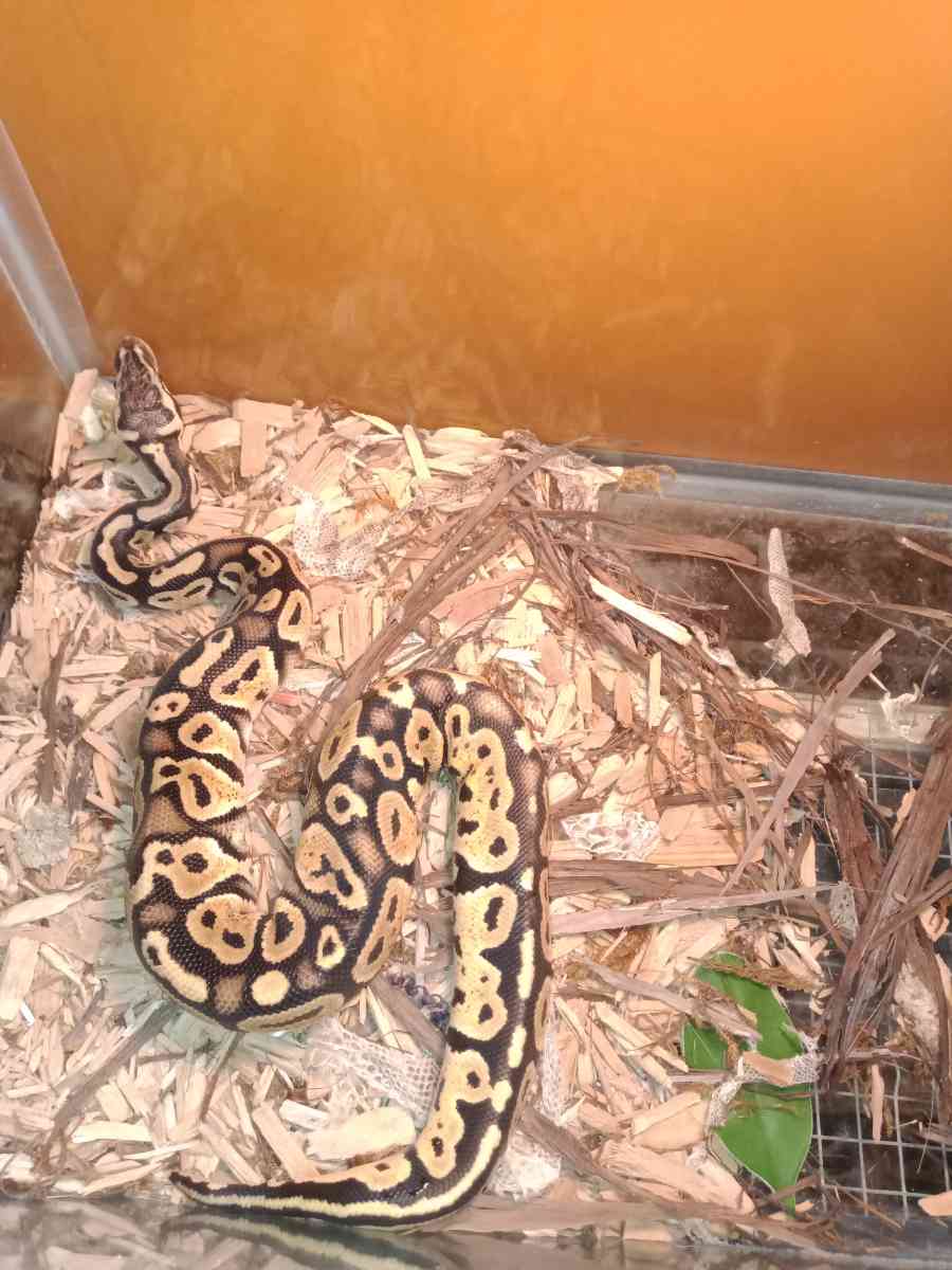 Aquarium and ball python - Leavenworth, Kansas