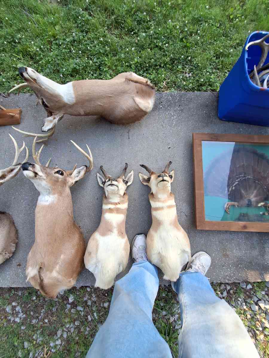 Deer mounts and others - Independence, Missouri