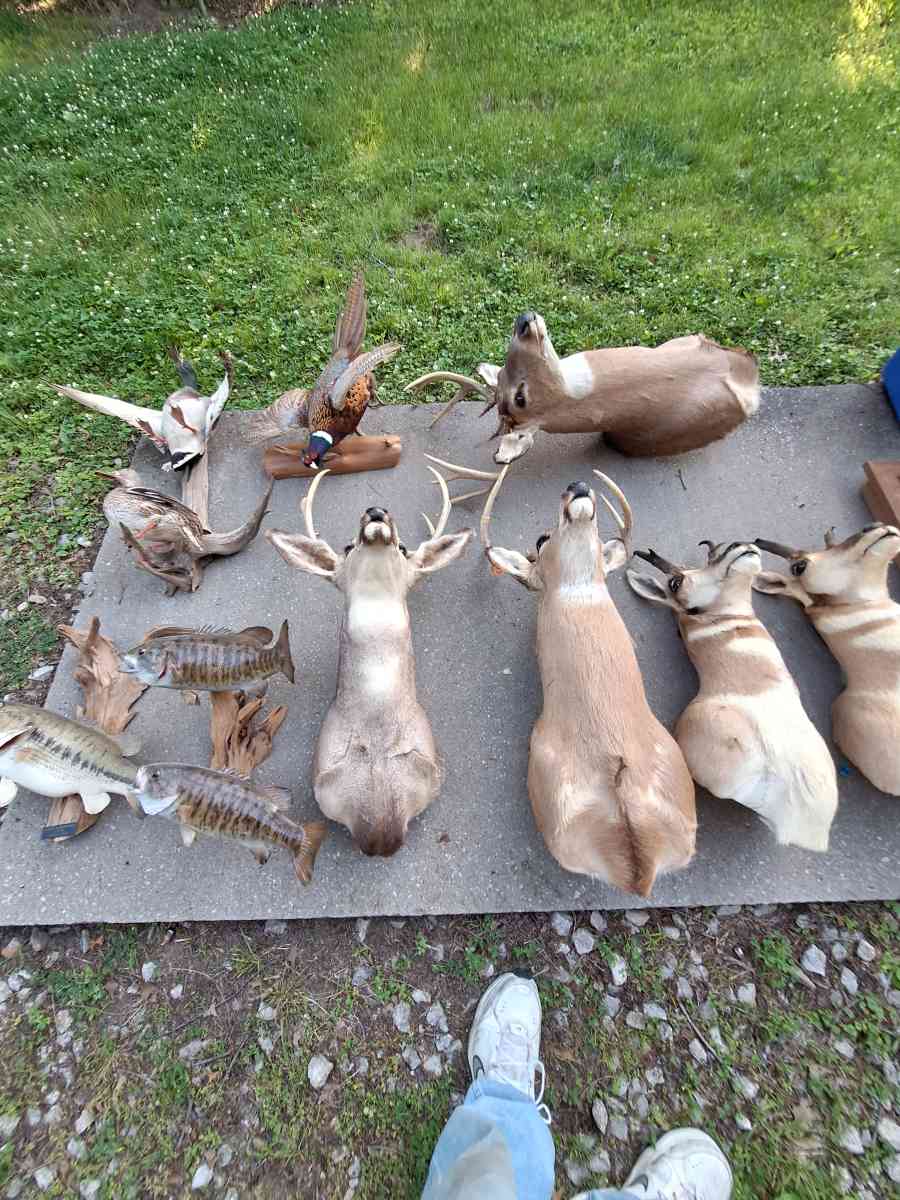 Deer mounts and others - Independence, Missouri - FleaMarketBay
