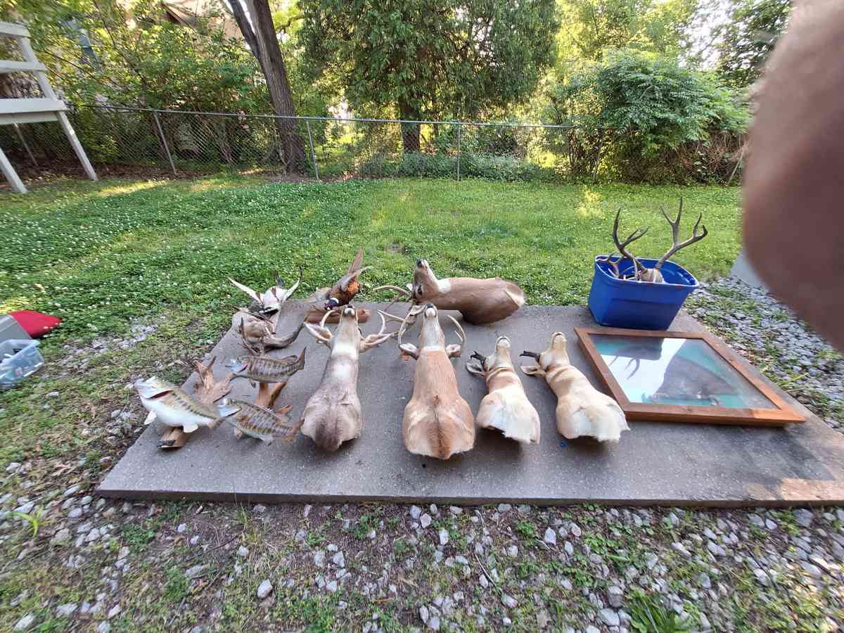 Deer mounts and others - Independence, Missouri - FleaMarketBay