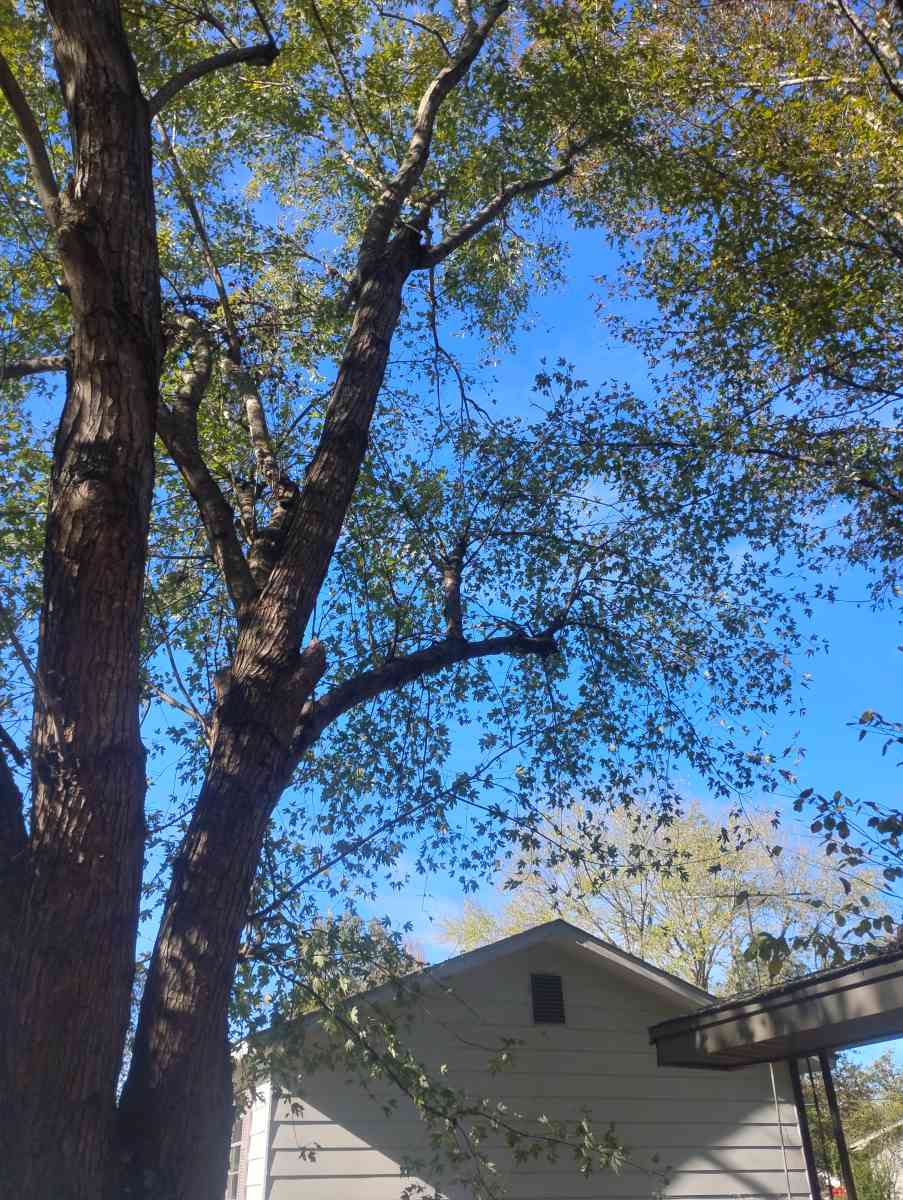 tree service  construction fire wood etc - Little Rock, Arkansas - FleaMarketBay