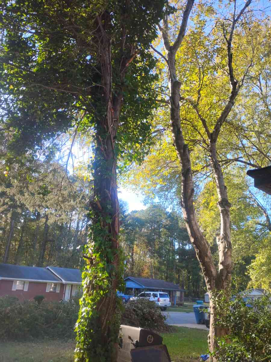 tree service  construction fire wood etc - Little Rock, Arkansas - FleaMarketBay