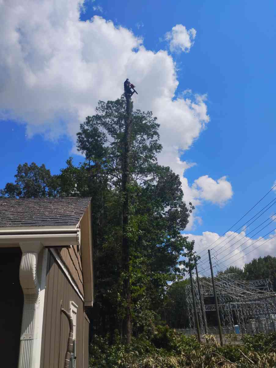 tree service  construction fire wood etc - Little Rock, Arkansas - FleaMarketBay
