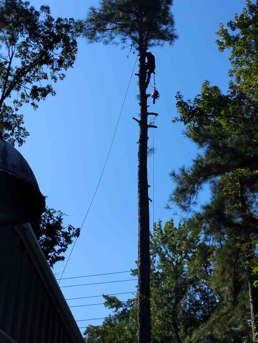 tree service  construction fire wood etc - Little Rock, Arkansas - FleaMarketBay