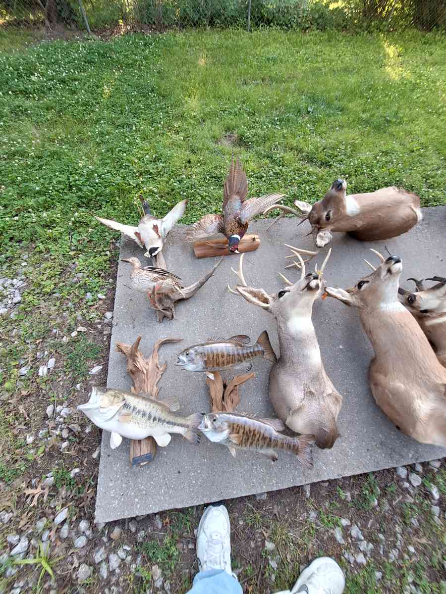 Deer mounts and others - Independence, Missouri - FleaMarketBay
