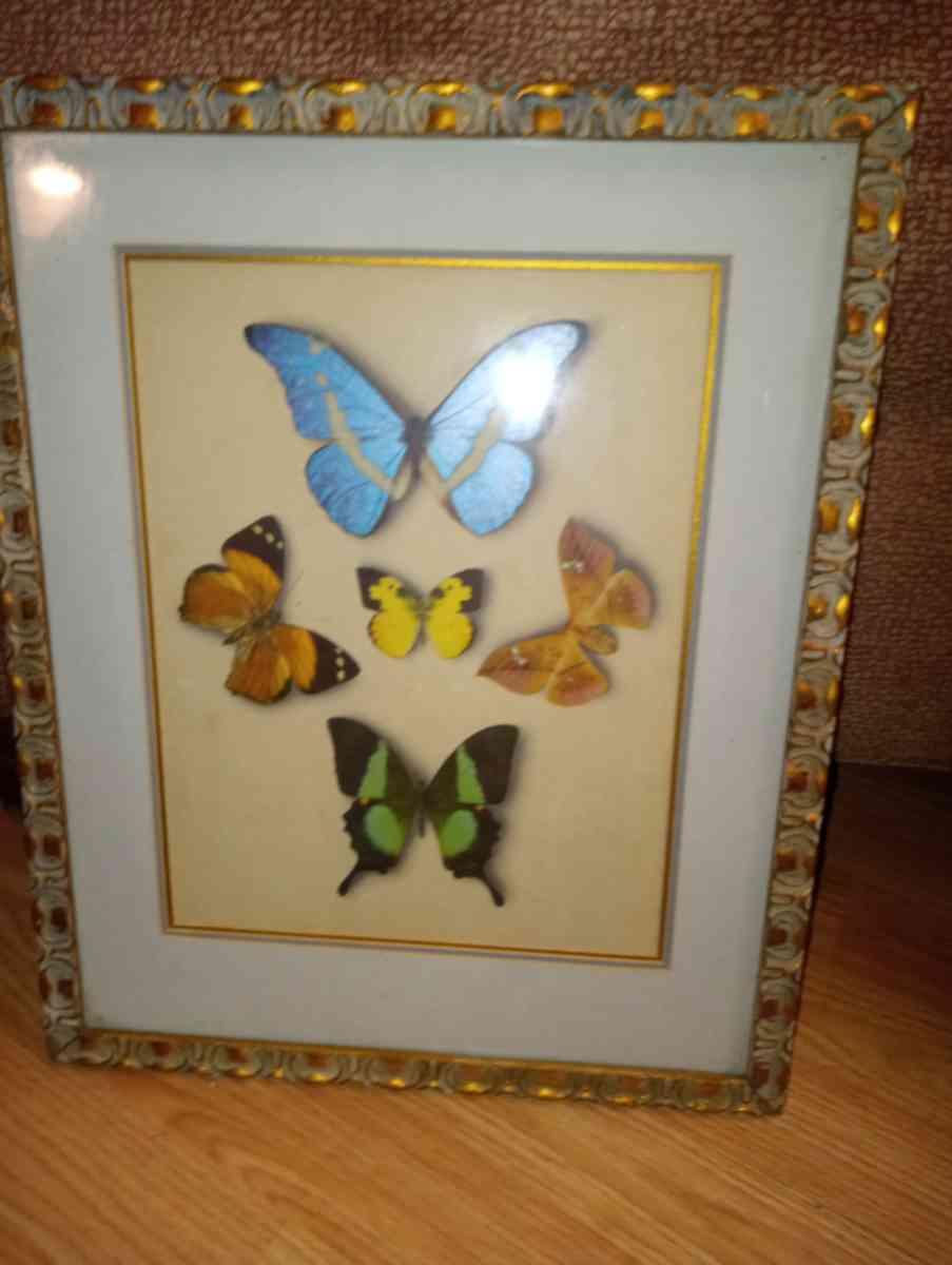 Butterfly collection - Coaling, Alabama