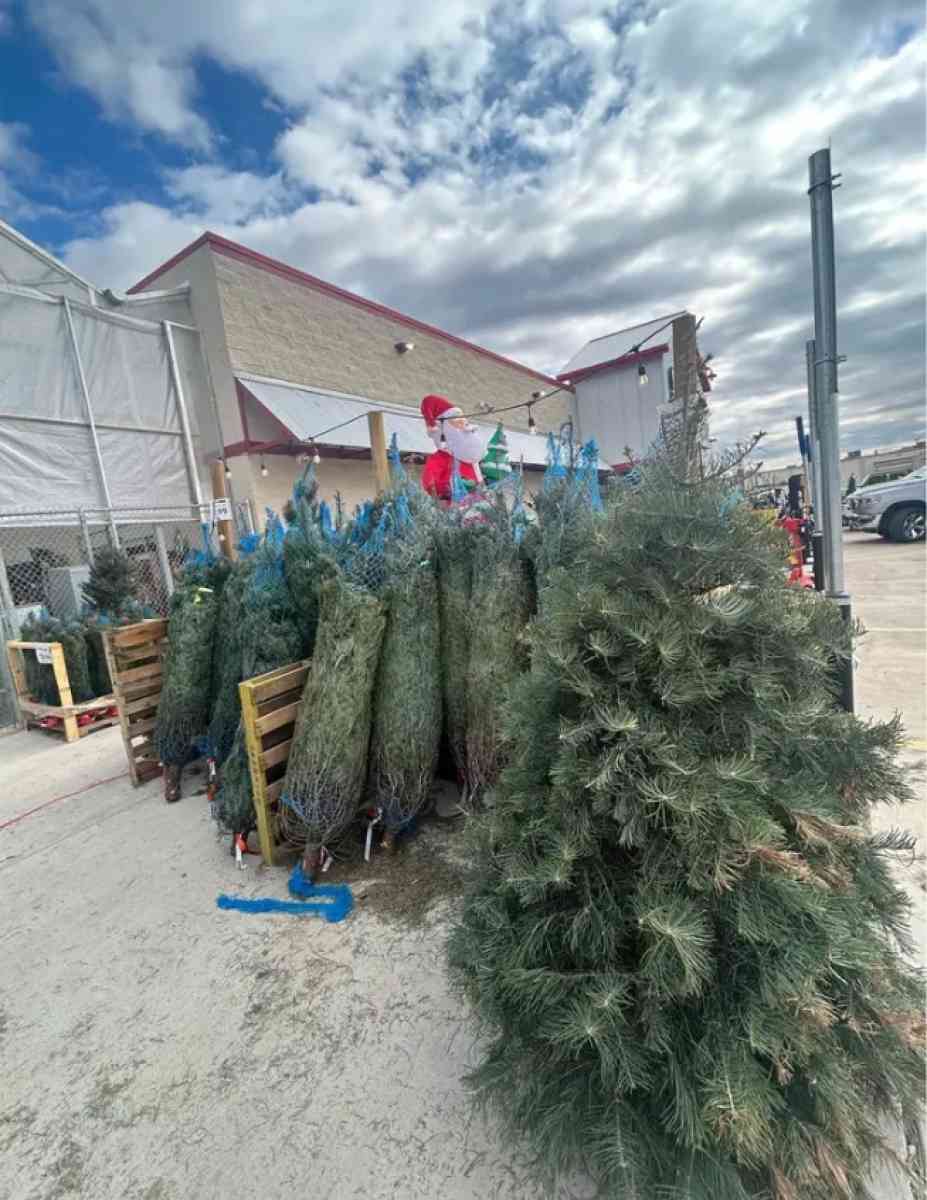 all live and artificial Christmas tree - Dallas, Texas - FleaMarketBay