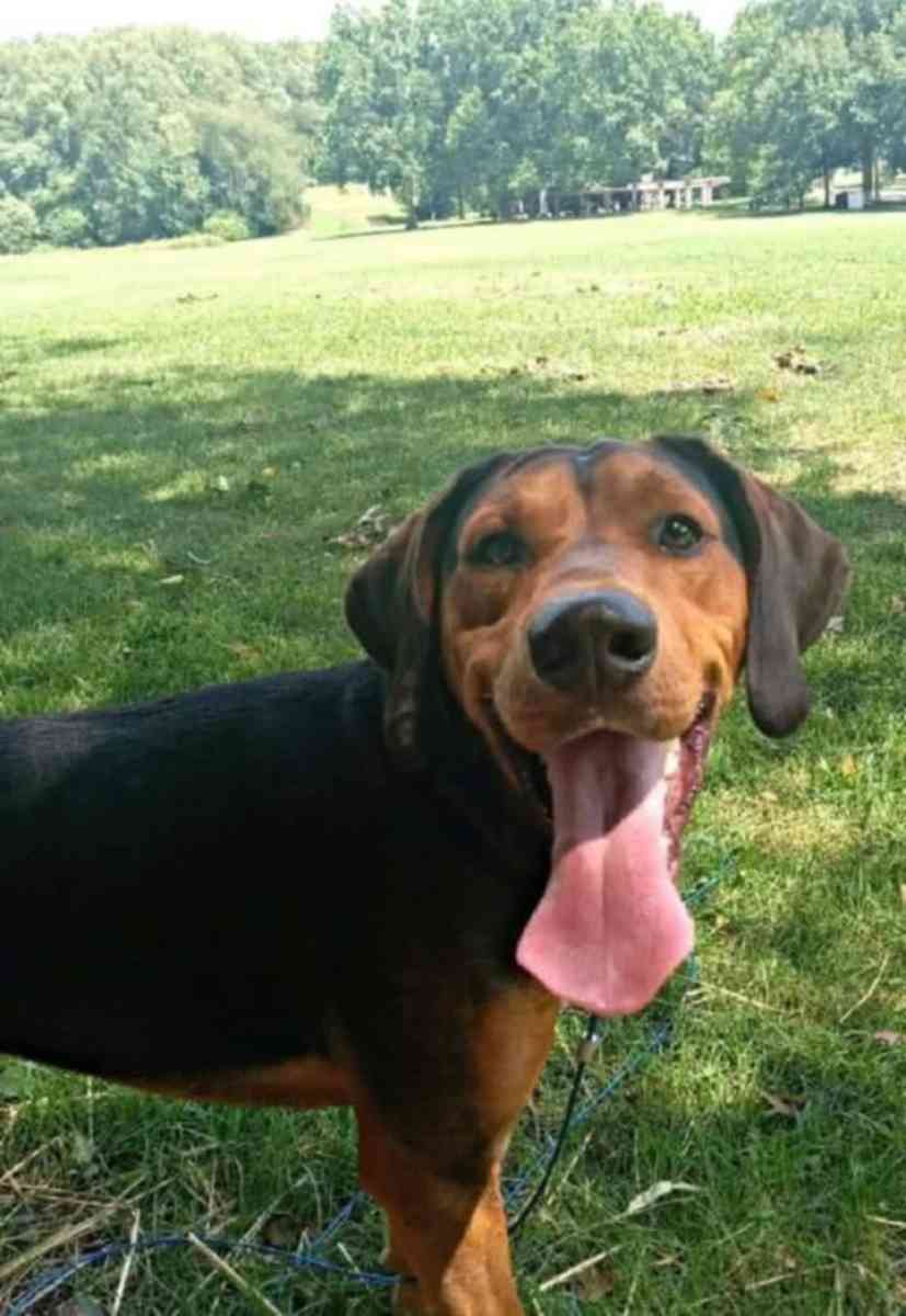 rehoming a male lab hound mix - Canton, Ohio - FleaMarketBay