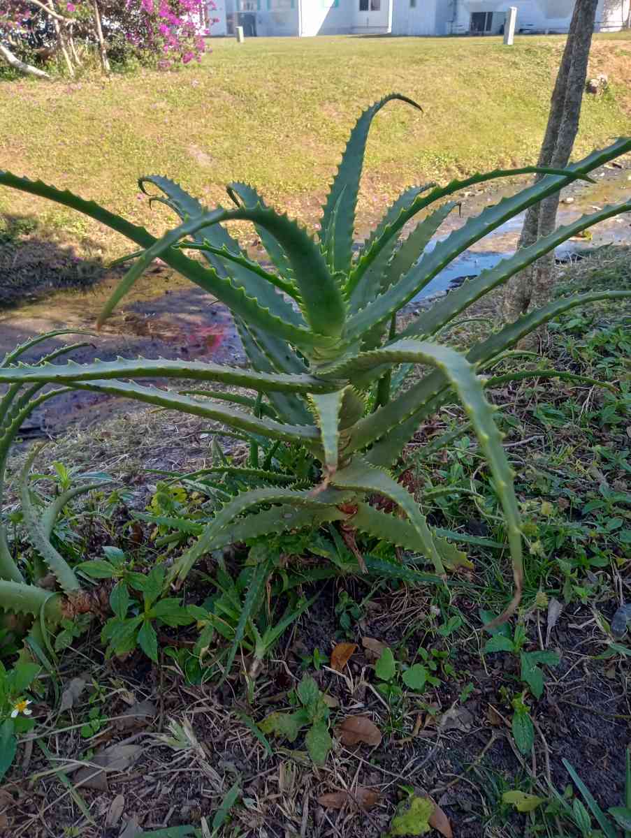 Aloe plants All sizes lots of babies too - Port Saint Lucie, Florida - FleaMarketBay