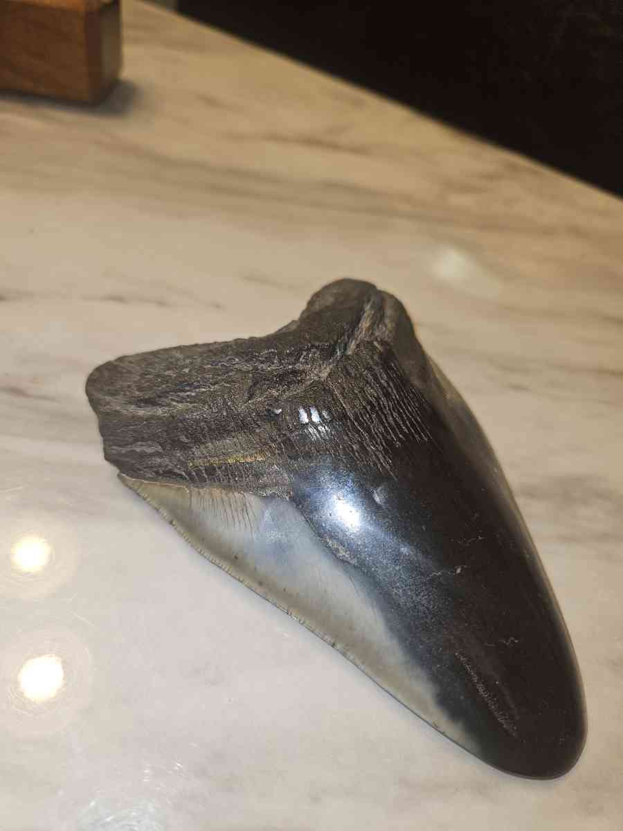 shark tooth fossil - Aurora, Colorado - FleaMarketBay