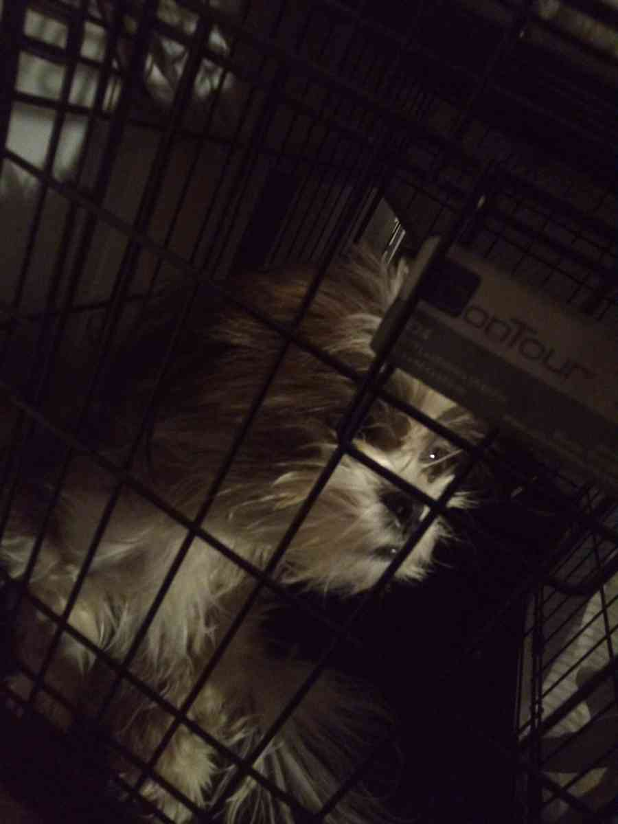 animal - Warren, Michigan