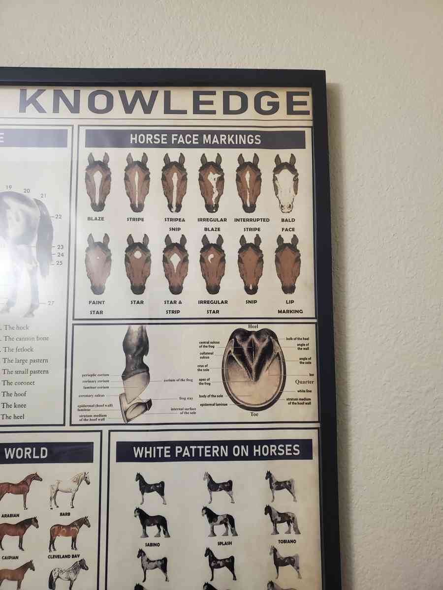 Horse Knowledge  Framed Poster 37L x 25W x 1D - Plano, Texas - FleaMarketBay