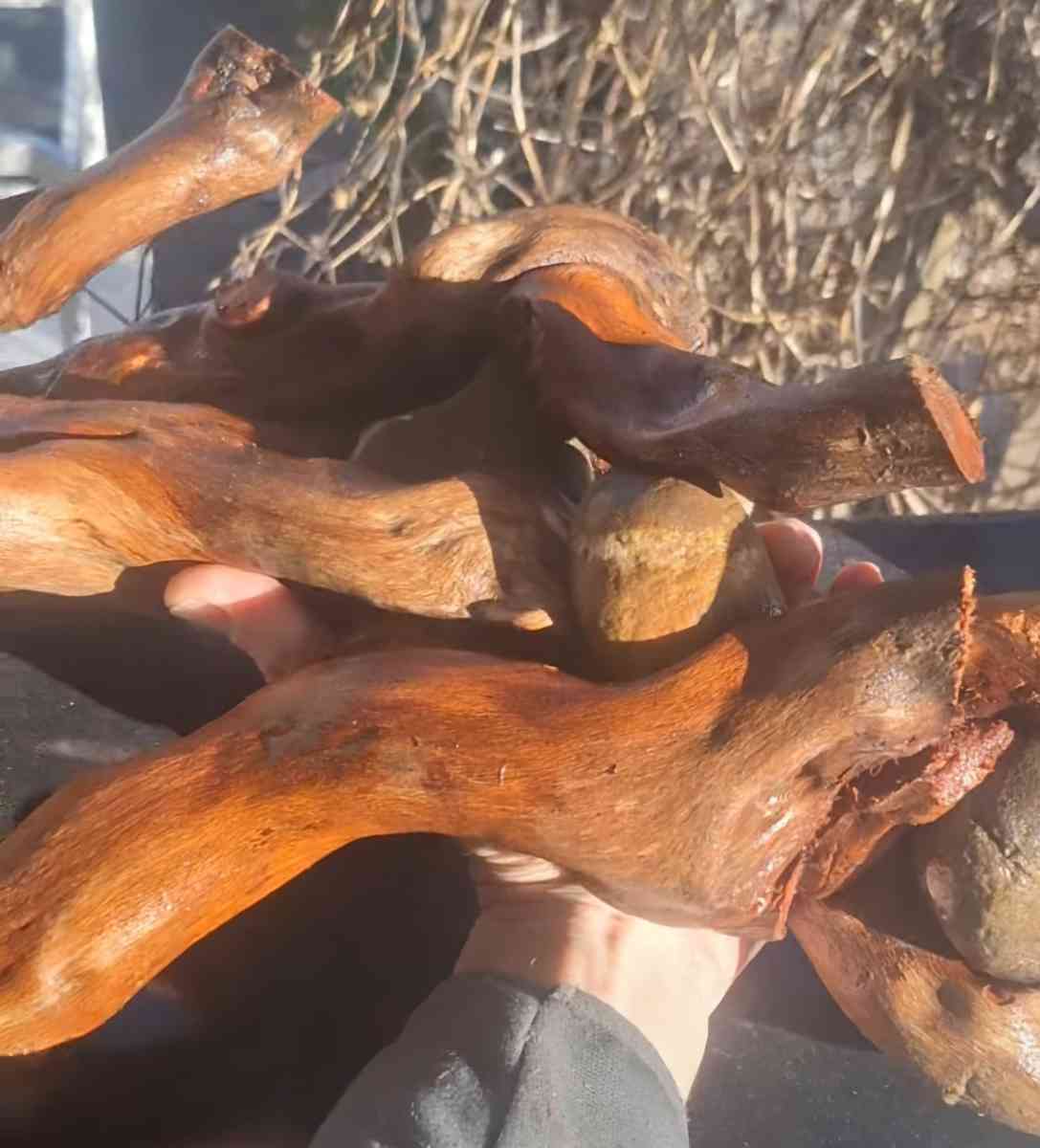 Root system With rocks - Elizabethton, Tennessee