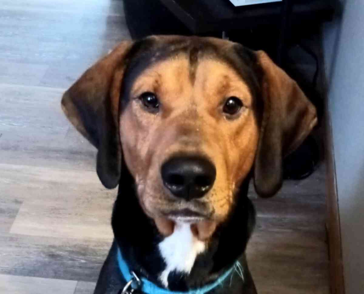 rehoming a male lab hound mix - Canton, Ohio - FleaMarketBay