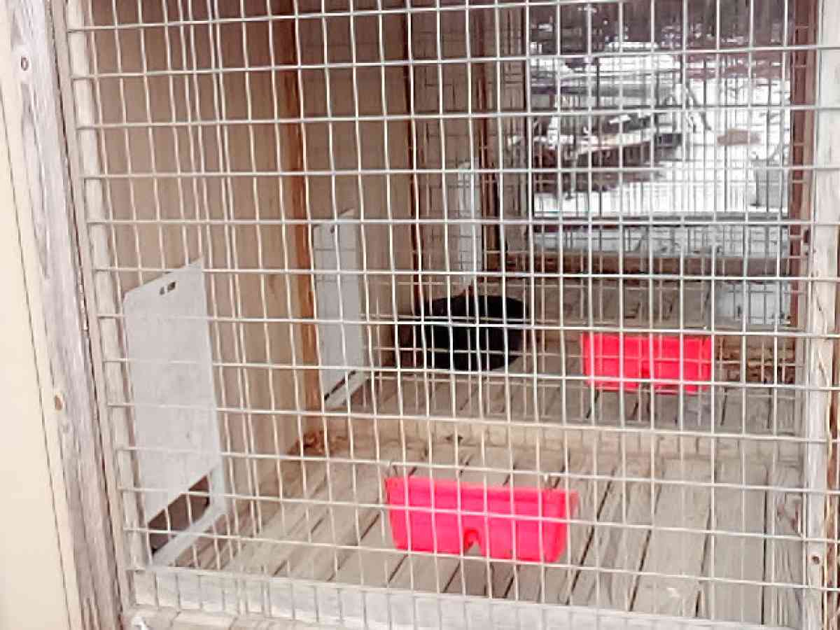 4Bay Dog kennel for breading o - Florence, South Carolina - FleaMarketBay