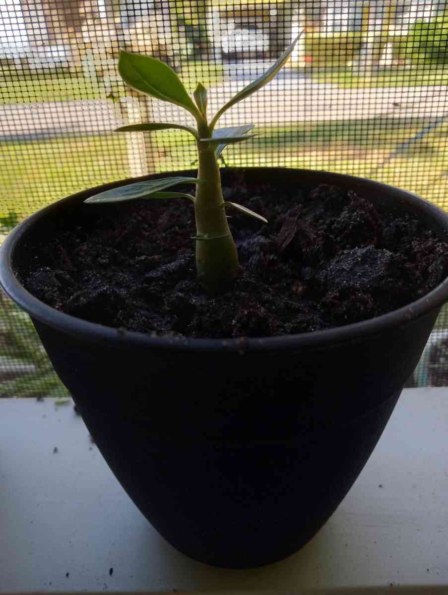 Baby Desert Rose Plants - Port Saint Lucie, Florida - FleaMarketBay