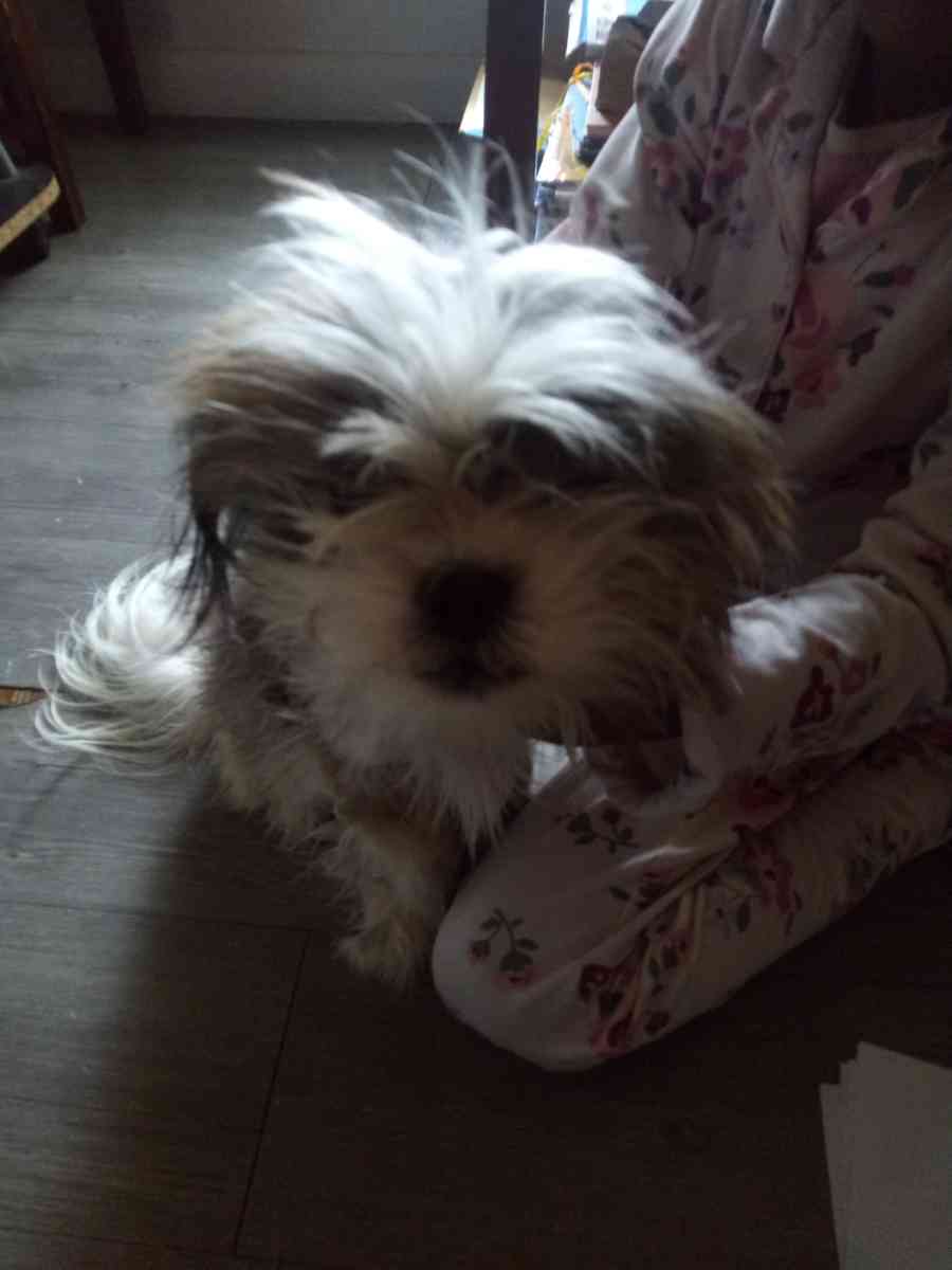 animal - Warren, Michigan - FleaMarketBay