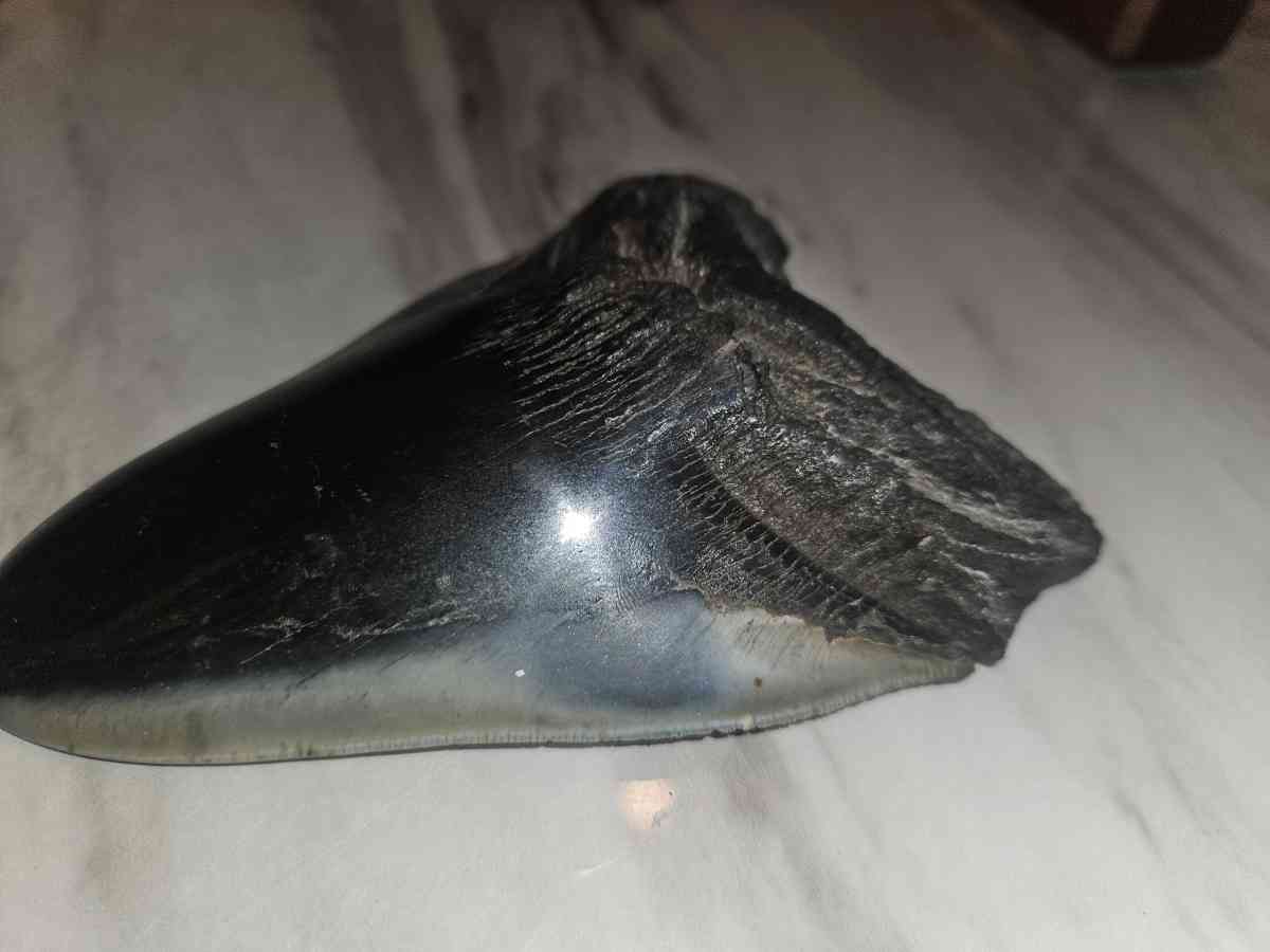 shark tooth fossil - Aurora, Colorado - FleaMarketBay