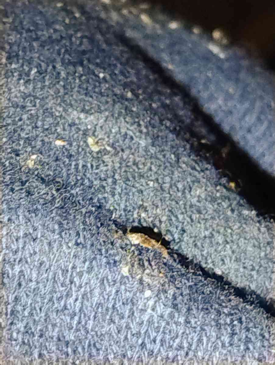 stiff - Arvada, Colorado - FleaMarketBay