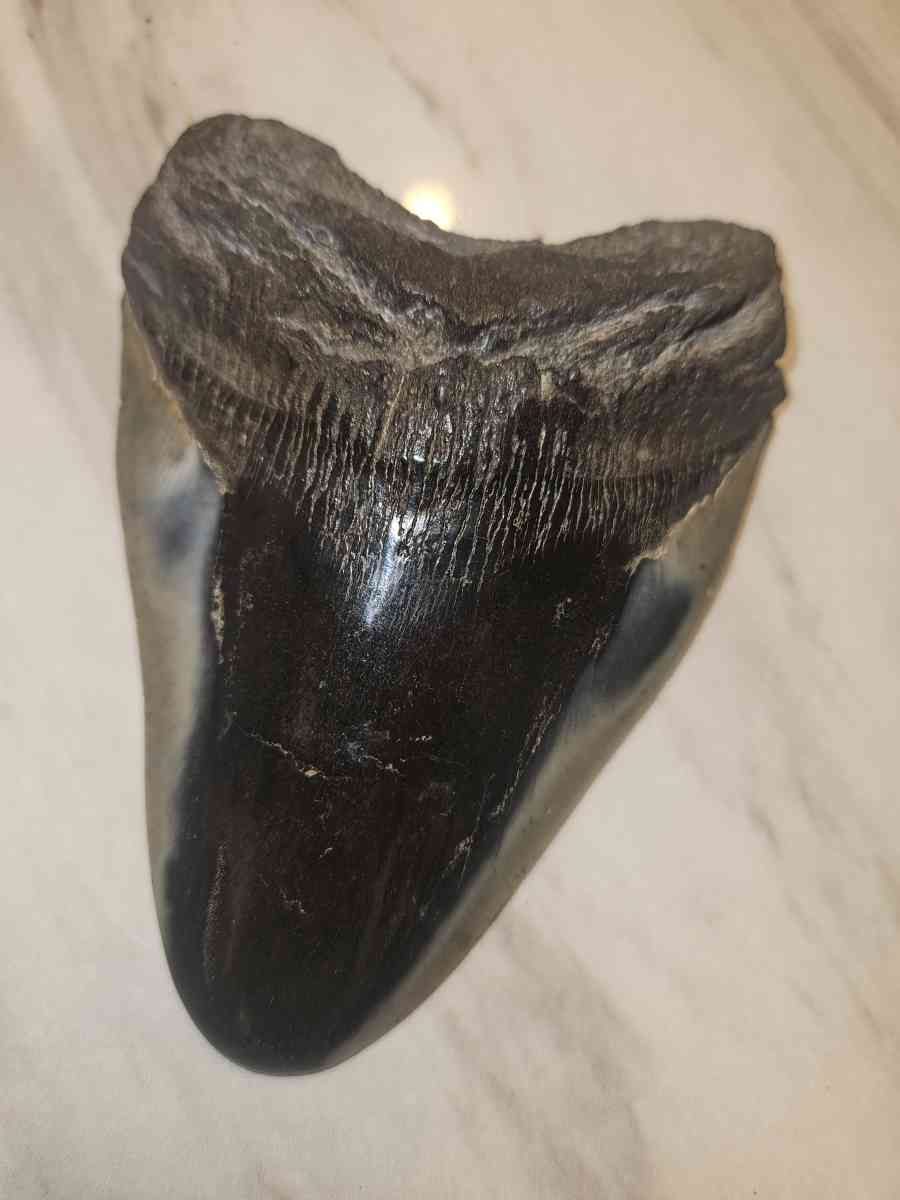 shark tooth fossil