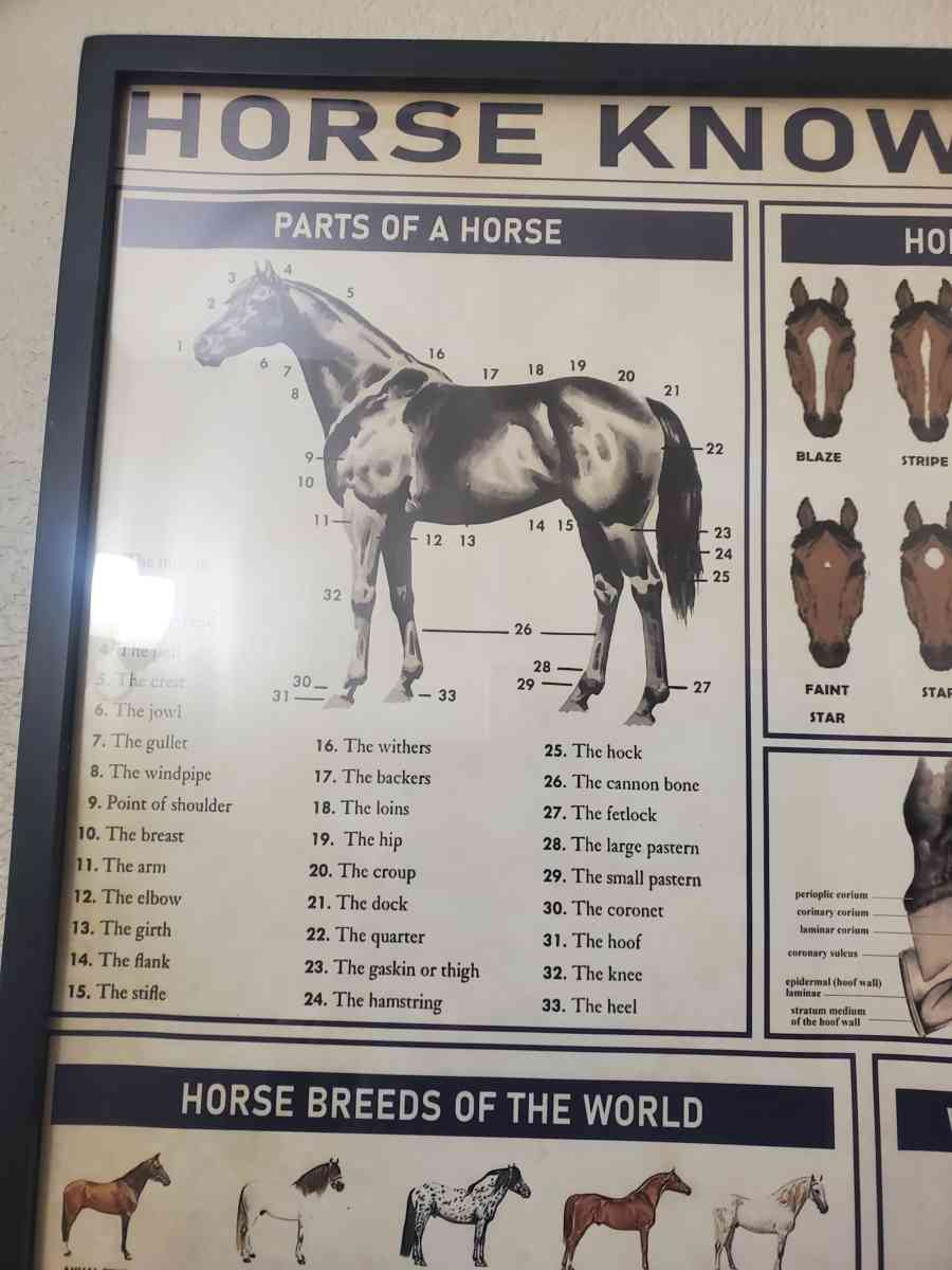Horse Knowledge  Framed Poster 37L x 25W x 1D - Plano, Texas - FleaMarketBay