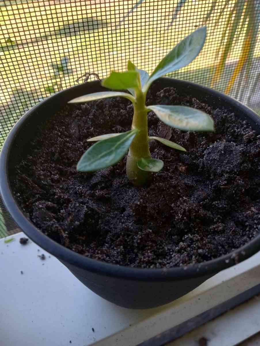 Baby Desert Rose Plants - Port Saint Lucie, Florida